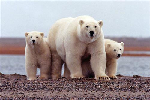 Polarbears 