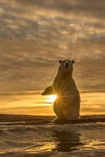 polar bear at sunrise 