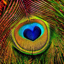 peacock feather 
