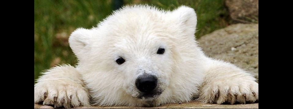 Young Polar Bear Young Polar Bear