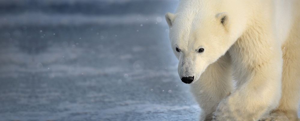 Polar bear walking by water