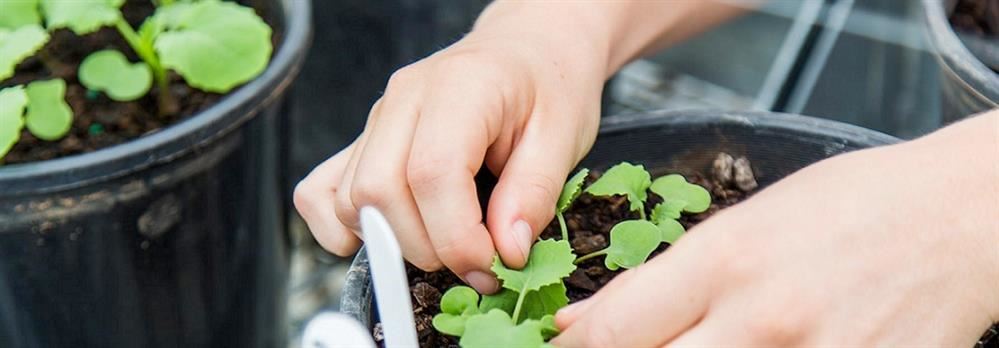 Hands potting a plant