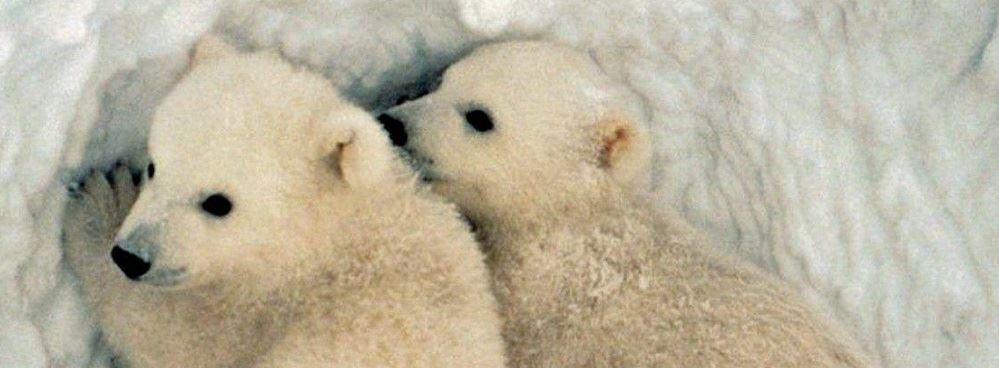 Baby Polar Bears Baby Polar Bears