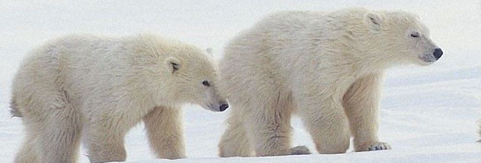 Young Polar Bears Young Polar Bears