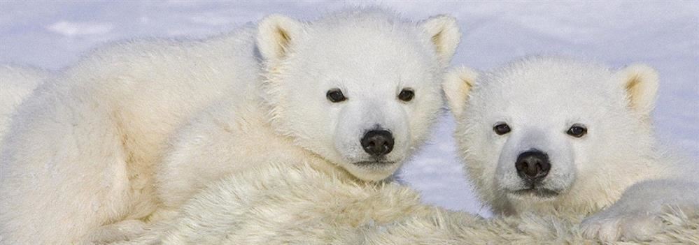 Baby Polar Bears Baby Polar Bears