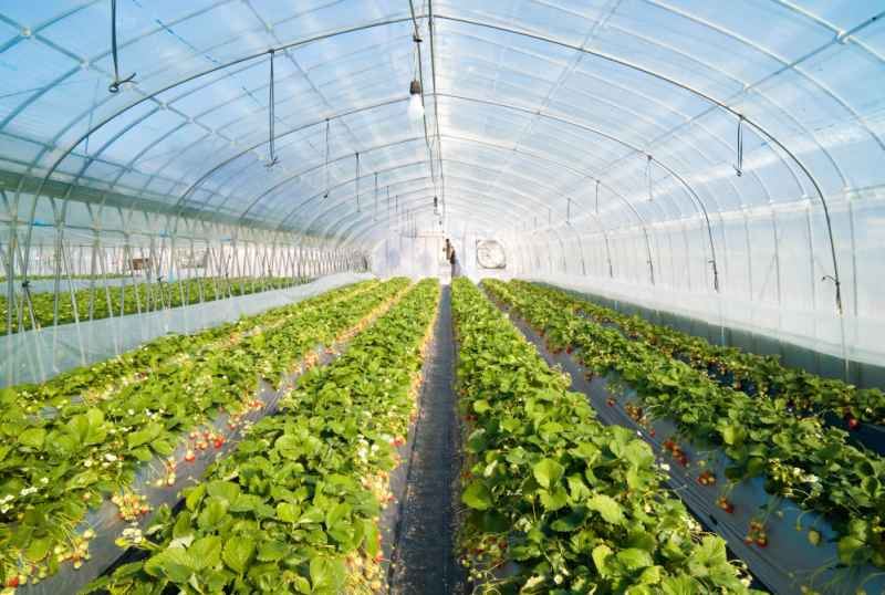 Source: https://www.farminguk.com/news/wireless-technology-for-greenhouse-management_46917.html