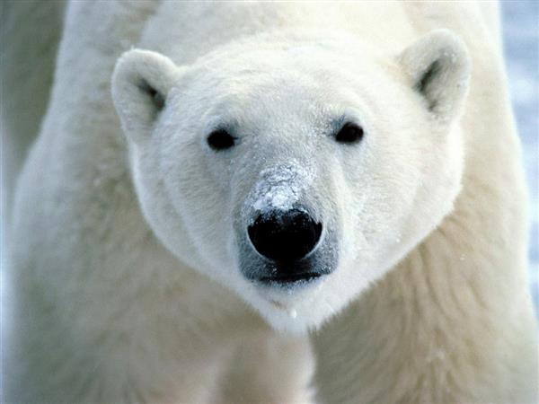 Polar Pride