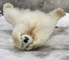 Polar Bear Cub