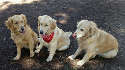 Our Golden's Tao's, Tolby and Cimmaron 