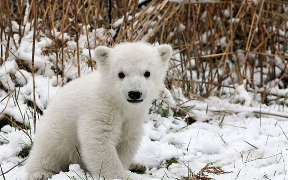 Bear Cub