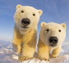 polar bears