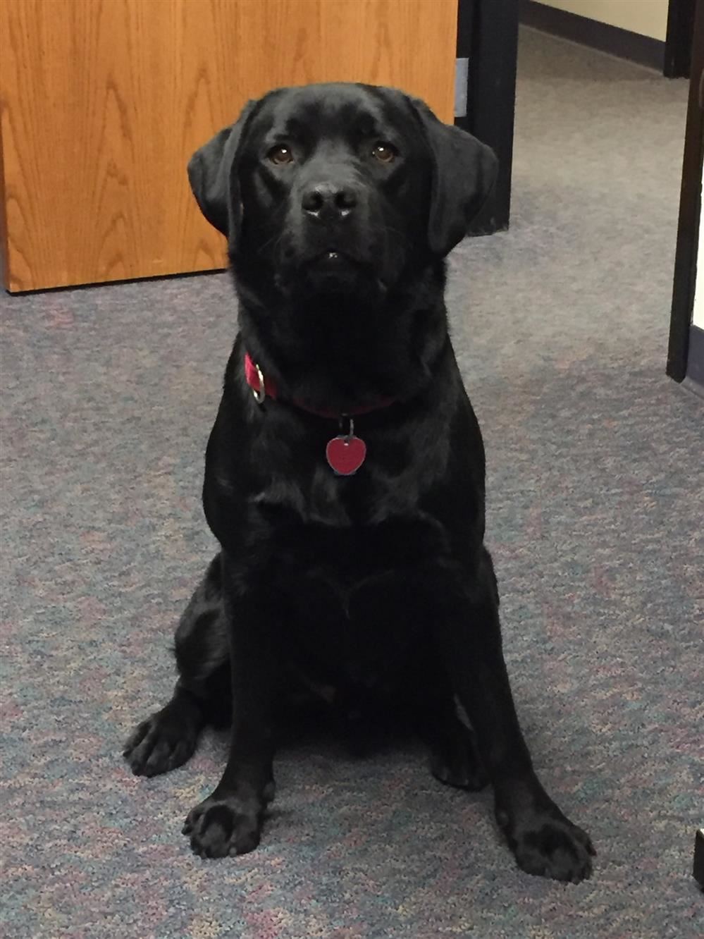 Dewey, our service dog