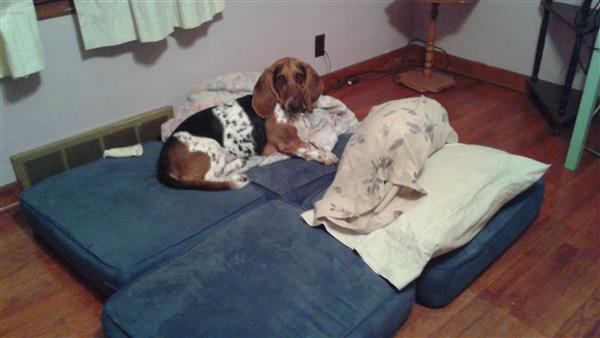 My Dog Missy