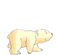 walking polar bear walking polar bear